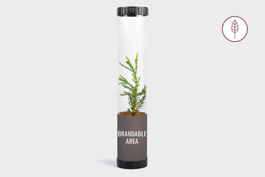 Live giant sequoia tree seedling in a clear tube with a customizable area—an eco-conscious gift
